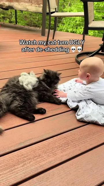 but it’s ok because he feels SO MUCH better!! #catbrush #catmom #catsoftiktok 