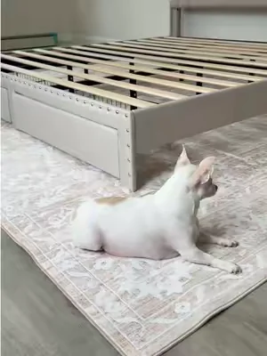 Art&Tuft Area Rug Dale un cambio instantáneo a tu sala, comedor o habitación con esta elegante alfombra disponible en varios diseños y tamaños. Su color neutro combina fácilmente con diferentes estilos de decoración y ayuda a que cualquier espacio se vea más acogedor y completo. Disponible desde 4x6 hasta 10x14 para adaptarse a espacios pequeños o grandes. #HomeDecor #AreaRug #LivingRoomDecor #DealsForJudaism #BedroomEssentials  