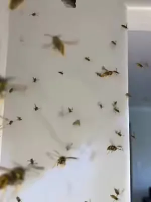 Protect your home before bugs spread more.#yellowjackets #summervibe #pestcontrol #tiktokshop #pest 