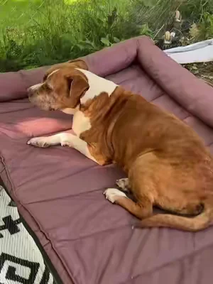 Indoor or Outdoor this elevated dog bed gives dogs a comfy place to relax. #elevateddogbed #dogbed #petbed #outdoorliving 