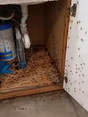 Click link below to save your home #cockroach #pestcontrol #tiktokshop #pest #summervibe 