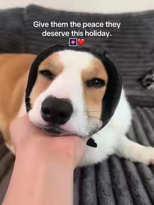 This year will be different❤️ #4thofjuly #loudfireworks #doganxiety #fireworksdog #dog4thofjuly 