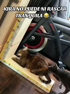 🐱✨ Mis gatos habían convertido mi mat de ejercicio en su rascador favorito, así que decidí probar esto… y la verdad, fue todo un éxito. 😅 Kira lo aprobó desde el primer momento y ahora espero que mi pobre mat por fin pueda descansar en paz. 😂 Sin duda me encantó y se los súper recomiendo si tienen gatitos en casa. 🐾💕 #catscratcher #cats #pet #dealsforyoudays #rascadoresparagatos 