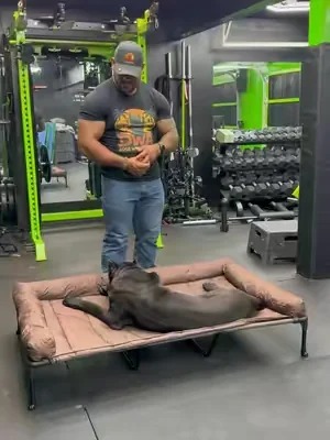 This is the best bed I’ve ever bought my dog #dogbed #dealsforyoudays #tiktokshopdealsforyoudays #canecorso #puppy 