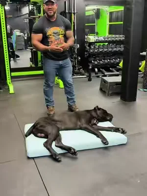 My panther of a dog overheats just looking outside so I got him this cooling bed #bigdog #dog #coolingbed #lesurepet #dealsforyoudays 