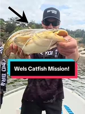 Let’s catch the Wels Catfish! 