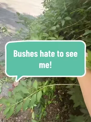 These bushes hate to see me coming! #bush #trimming #yardwork 