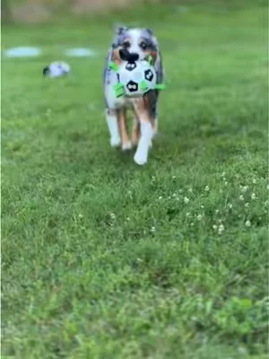 #dogtoy #ball #Soccer #australianshepherd #dogsoftiktok 