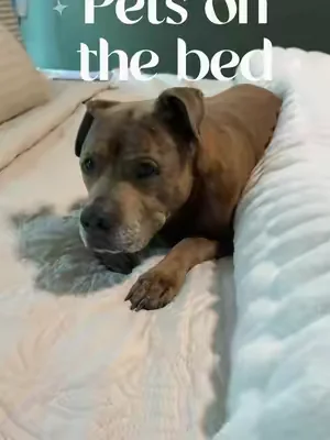 If your pets sleep on your bed, you need this. #petfriendlyhome #petfriendlybedding #dealsforyoudays 