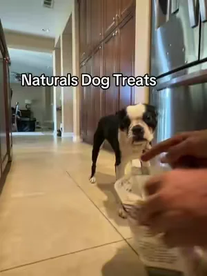 Dog Treats give them something to chew on #dogtreat #dogtreats #dogtok  #summerwins #dealsforyoudays @Mighty Paw 