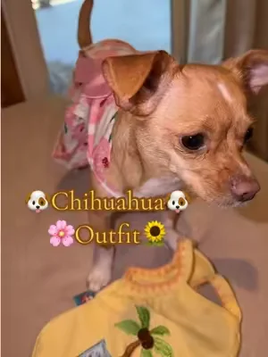 Outfit para tu chihuahua #pet #dog #puppy #dealsforyoudays #DFYD 
