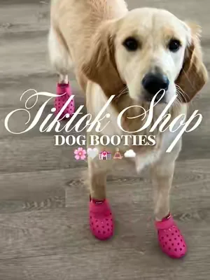 Dog booties 🌸🤍💒🧘🏼‍♀️☁️#fyp #dogshoes #dogaccessories #dogclothing #dogclothes 