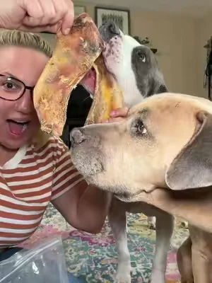 Happy dog. Busy dog. Less boredom. 🐶🦴 #tiktokshop #dogtreats #dogmom #petmusthaves #doglife@Wild Wolf Bully Sticks 