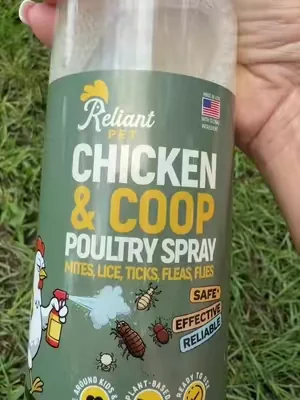 #chickenmites #chickensoftiktok #poultry #chickencoop 