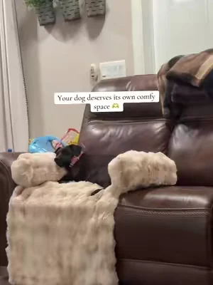 #pet #dog #comfy @Comfrt 