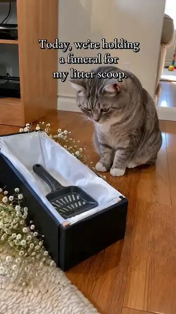 RIP litter scoop. PetPivot took your job. 🪦#catbox #automaticlitterbox #dealsforyoudays #petpivot #cattok 
