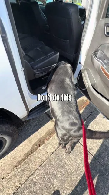 If you take your dog in the car, even just for pup cups, foldable stairs are one of the best things you can keep with you. @Valuxe.us  #dealsforyoudays #seniordogsoftiktok #dogramp #dogstairs #dogtravel 
