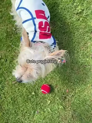 Cute jersey for your pup this world cup ⚽️ #worldcup #jersey #dogsoftiktok #puppiesoftiktok #dealsforyoudays