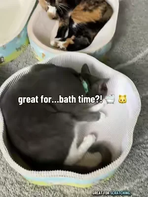 Scratcher, bed, and bathtub! 😂 #summerwins #dealsforyoudays #SummerVibes #petlovers #catscratcher 