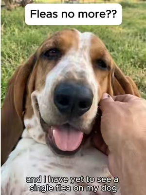 These chews make it easy and safe to repel fleas and ticks on dogs! #fleaprevention #dealsforyoudays  #summerwins  Dog Flea & Tick Chews: Natural Prevention Say goodbye to fleas and ticks with these convenient and safe chewable supplements for dogs. Inspired by a viral TikTok tip, these chews harness the power of brewer's yeast, a natural ingredient praised for its effectiveness in repelling fleas. Unlike harsh chemical treatments, these chews offer a gentler approach to flea and tick control. Formulated with a blend of beneficial ingredients, these chews aim to not only repel pests but also support your dog's overall skin health. Key components include: Brewer's Yeast: A natural deterrent for fleas. Coconut Oil: Known for its potential skin-soothing properties. Neem Leaf Extract: Utilized for its natural insect-repelling qualities. Apple Cider Vinegar: Contributes to skin health. Chamomile & Aloe Vera: Added to help soothe irritated skin. Vitamins: Support skin health from within. These treats are designed to be palatable, with dogs reportedly loving them as a daily treat. They are made in a GMP facility using natural ingredients, free from artificial preservatives, and are cruelty-free. The large tub contains 200 chews, offering excellent value, especially for smaller dogs, with a single tub potentially lasting over nine months. Don't wait for a flea infestation to become a major issue. Proactive prevention is key. Consider these natural chews to keep your dog comfortable and pest-free.#fleaprevention #dogmom Keywords: flea prevention for dogs, tick prevention for dogs, natural flea control, brewer's yeast dog chews, dog health supplements, itchy dog relief, neem leaf extract, coconut oil for dogs, apple cider vinegar for dogs, cruelty-free dog treats