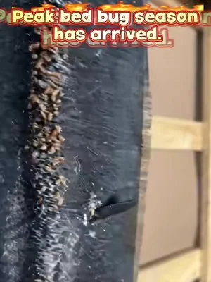 Bugs hide in every crack you can’t see.#bedbugs #pestcontrol #summervibe #tiktokshop #pest 