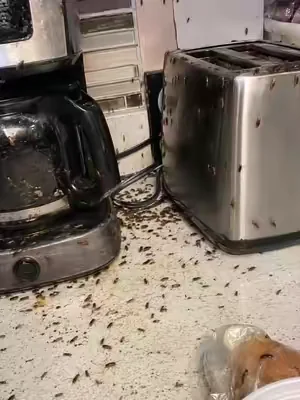 Long-lasting protection for your whole house.#cockroach #pestcontrol #tiktokshop #pest #summervibe 
