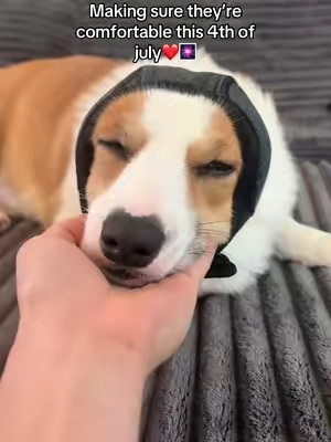 Ensuring their comfort this 4th🥺 #fireworkanxiety #doganxiety #dogfireworks #4thofjuly #4thofjulydog 