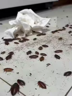 Click link below to save your home fast#cockroach #pest #tiktokshop #pestcontrol #summervibe 