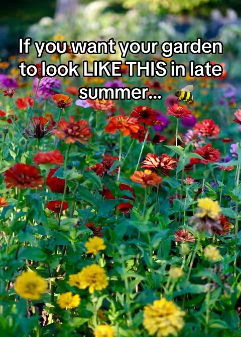 … if you want a field of blooming zinnia flowers by late summer! These flower seeds are super beginner friendly and easy to grow. Fast growing flowers, perfect for cut flower gardens. Love these zinnia seeds! 