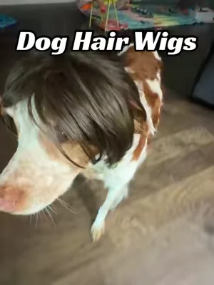 These dog hair wigs will give you some laughs and excitement. 