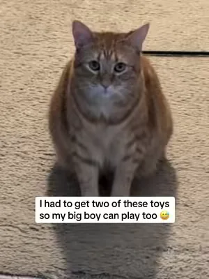 ‼️ALWAYS SUPERVISE WITH STRING TOYS‼️ My kitten goes FERAL for this toy 😅 resulting in not giving my orange boy a turn! So I had to get two 🥰 #cattoy #interactivecattoy #catenrichment #toysforcats #pettoy 