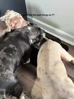 Iykyk 🐶 #dogmomlife  #bullymom  #PetsOfTikTok  #summeressentials 