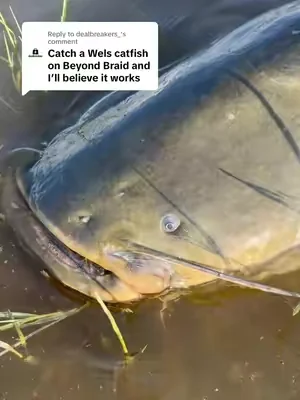 Replying to @dealbreakers_ Catching a Man Eating Catfish! #Fishing #FishingVideos #FishingContent 