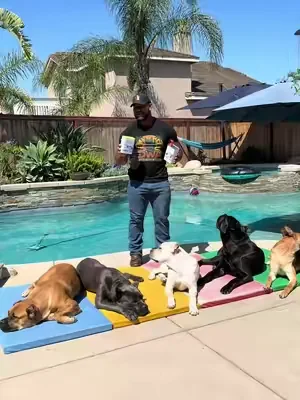 This secret combo has done wonders for my dogs health #dogsoftiktok #puppytiktok #dogpack #dealsforyoudays #tiktokshopdealsforyoudays 