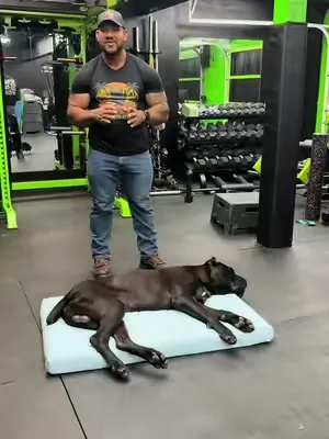 Keep your dog cool this summer in this bed #summerwins #dealsforyoudays #leasurepet #dogbed #canecorso 