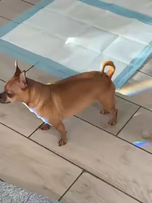 Sometimes the best product reviews come from the dogs who actually use them. 🐾 We found some old footage of Toby, so he had to make an appearance. These XL training pads absorb fast, help lock in odors, and give your pup plenty of room. Tap the orange cart to check them out! #TikTokShopCreatorPicks #DealsForYouDays #PetTok #DogMom #SummerVibes 