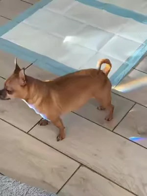 Puppy, senior dog, or just those rainy days when nobody wants to go outside… these XL training pads make cleanup so much easier. Toby definitely approved. Tap the orange cart and see why they’ve become one of our go to pet essentials.   #TikTokShopCreatorPicks #DealsForYouDays #PetTok #DogEssentials #summervibes