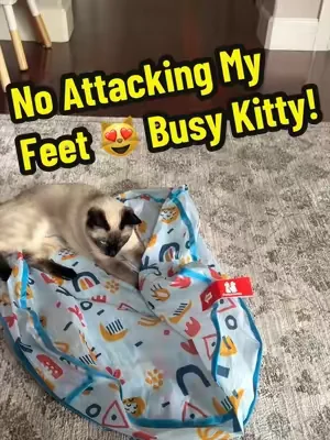 Endless Automatic Fun For Kitty’s! #cattoys #catsoftiktok #cattoy #cats #catlover 