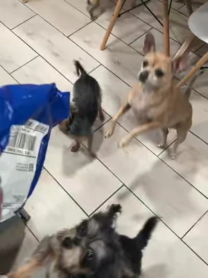 I didn't even get to test the squeaker or hide treats inside before Luna stole it. 😂 I think that's all the product review we needed. #TikTokShopCreatorPicks #DogToys #PetTok #DealsForYouDays #summervibes 