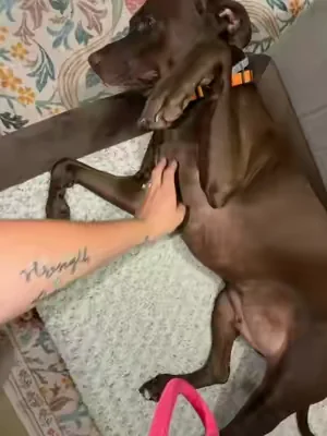 #dogbed #petlover 
