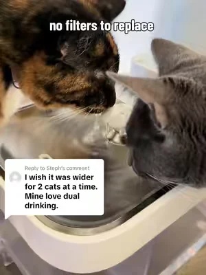 Replying to @Steph my cats have no problem drinking together! #summerwins #dealsforyoudays #SummerVibes #summeressentials #catwaterfountain 