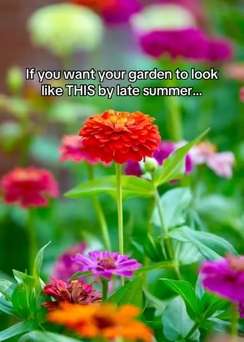 … and you’ll have an entire field of blooming zinnias by late summer! Zinnias are so quick to go from seed to bloom. Love these zinnia seeds!