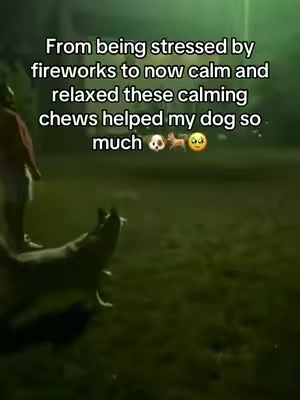 Having your dog stressed from fireworks is bad for you and your pup. Natuve pet advanced calming chews helped my dog overcome his stress and be his happy little self. Highly recommend native pet to all dog owners out there! Vet approved and such a good brand! #tiktokpets #furbaby #dogmom #nativepet #puppy 