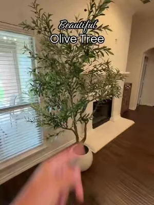 Decorate your house with the beautiful olive tree. 
