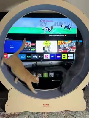 The best investment we’ve ever made for the kitties 🐱 #cats #catsoftiktok #catlover #cattok #PetsOfTikTok 