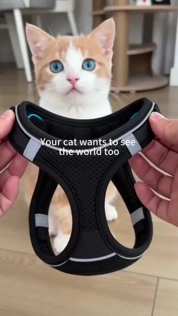 #kitten #catsoftiktok #cutekitten #babykitten #kittycat 