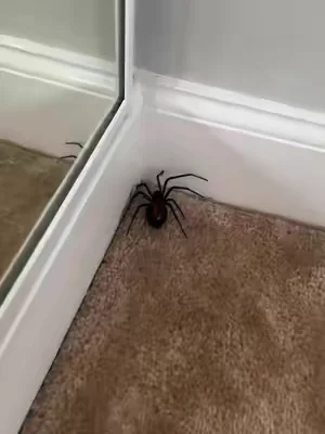 Limited stock, get it before it’s gone.#spiders #pest #tiktokshop #pestcontrol #summervibe 