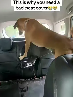 He couldn’t wait till we got home😭 #fyp #tiktokshop #ruffliners #dogtiktok #tiktokshopcreatorpicks 