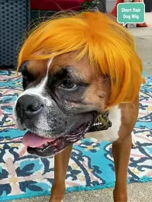 Adorable Appearance Pet Short Hair Wig Headband - Cute and Playful All Seasons Fun Accessory for Dogs & Cats, Valentine's Day Gift #DealsForYouDays #SummerWins #dogmomsoftiktok #funnydogvideos #funnydogsoftiktok @peaouter 