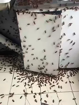 Don’t wait till your whole room gets infested.#cockroach #pest #tiktokshop #pestcontrol #summervibe 